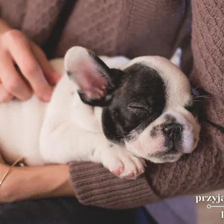 Jordan Goscinne לינה וארוחת בוקר