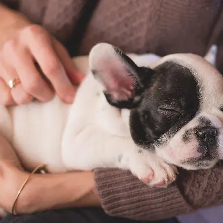 Jordan Goscinne 4* קרקוב